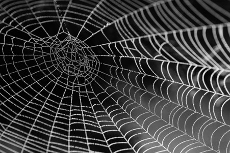 spiders web on black bckground